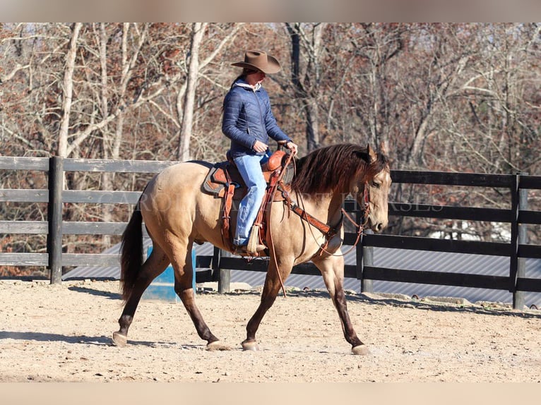 American Quarter Horse Castrone 4 Anni 157 cm Pelle di daino in Clover, SC