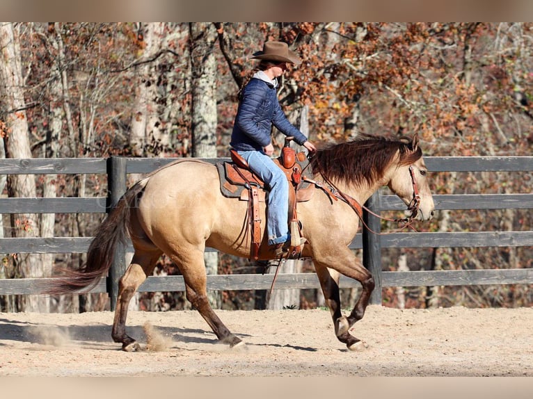 American Quarter Horse Castrone 4 Anni 157 cm Pelle di daino in Clover, SC