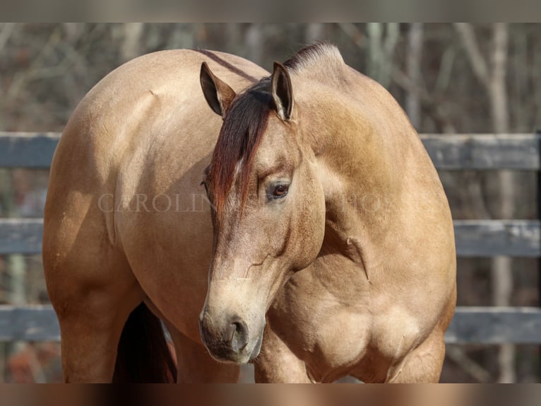 American Quarter Horse Castrone 4 Anni 157 cm Pelle di daino in Clover, SC