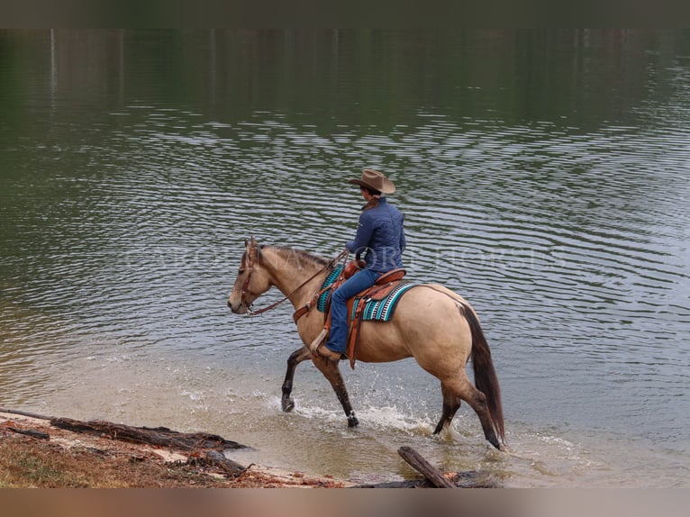 American Quarter Horse Castrone 4 Anni 157 cm Pelle di daino in Clover, SC