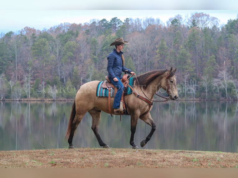 American Quarter Horse Castrone 4 Anni 157 cm Pelle di daino in Clover, SC