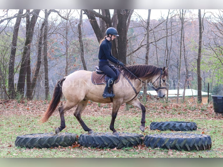 American Quarter Horse Castrone 4 Anni 157 cm Pelle di daino in Clover, SC