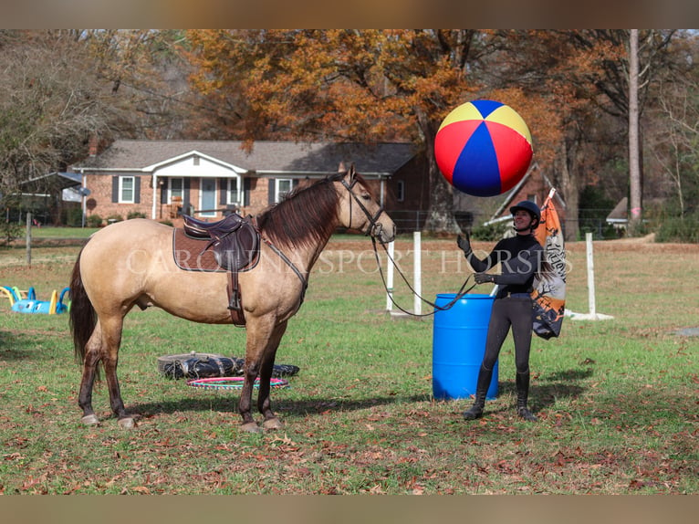 American Quarter Horse Castrone 4 Anni 157 cm Pelle di daino in Clover, SC