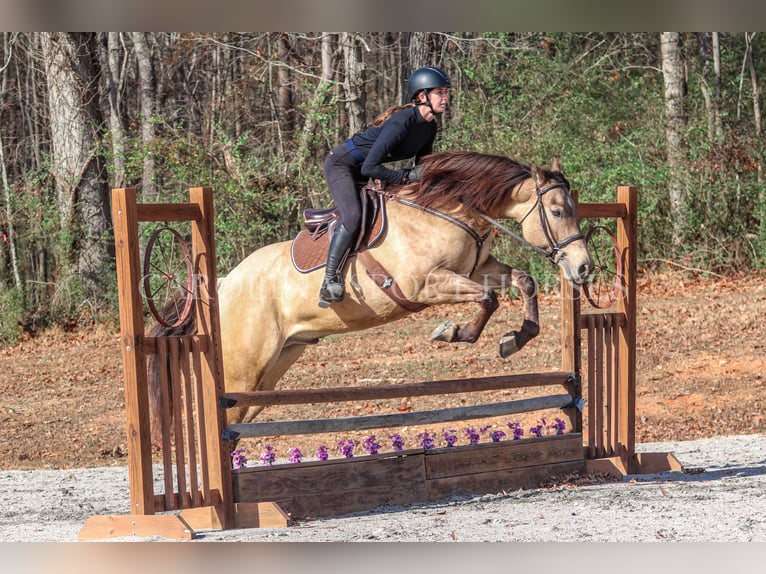 American Quarter Horse Castrone 4 Anni 157 cm Pelle di daino in Clover, SC