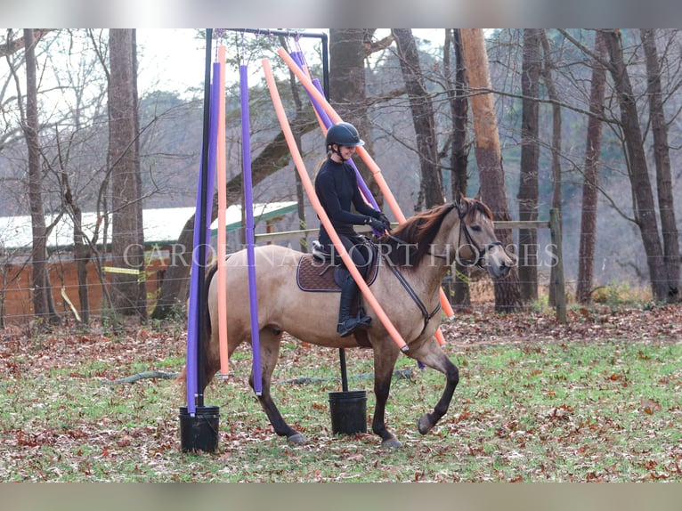 American Quarter Horse Castrone 4 Anni 157 cm Pelle di daino in Clover, SC