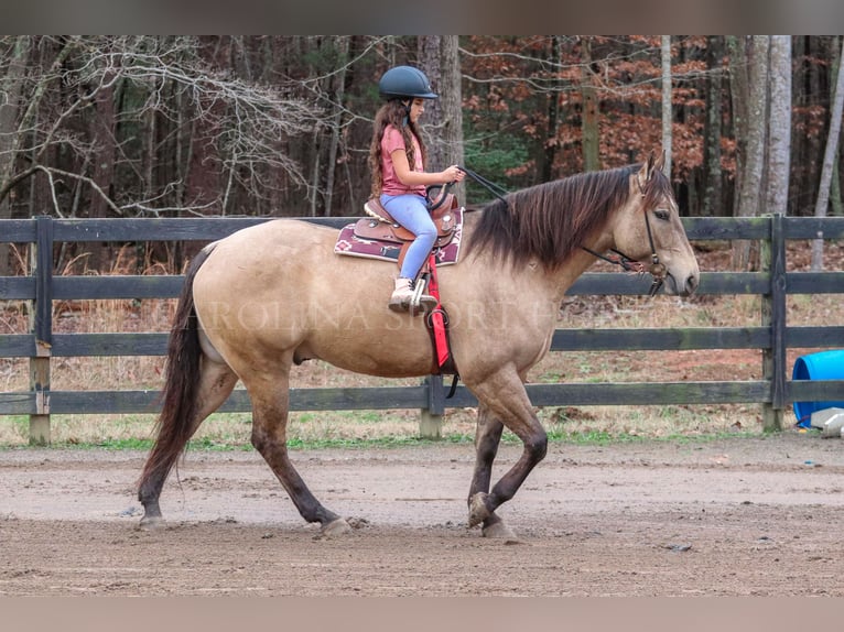 American Quarter Horse Castrone 4 Anni 157 cm Pelle di daino in Clover, SC