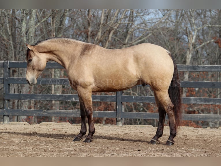 American Quarter Horse Castrone 4 Anni 157 cm Pelle di daino in Clover, SC