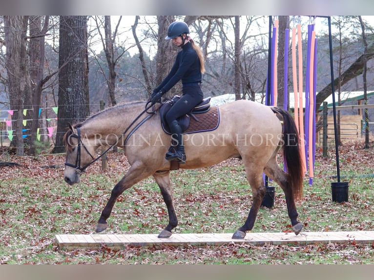 American Quarter Horse Castrone 4 Anni 157 cm Pelle di daino in Clover, SC