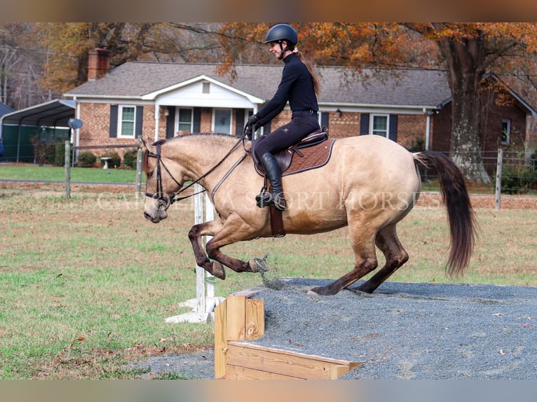 American Quarter Horse Castrone 4 Anni 157 cm Pelle di daino in Clover, SC