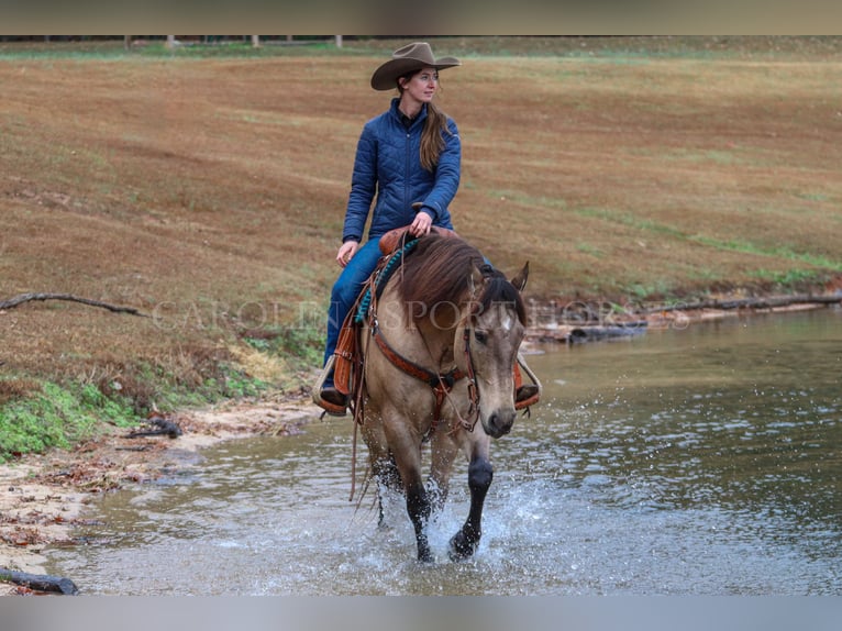 American Quarter Horse Castrone 4 Anni 157 cm Pelle di daino in Clover, SC