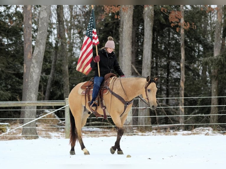 American Quarter Horse Castrone 4 Anni 157 cm Pelle di daino in Clarion, PA