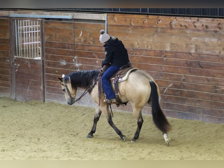 American Quarter Horse Castrone 4 Anni 157 cm Pelle di daino in Clarion, PA