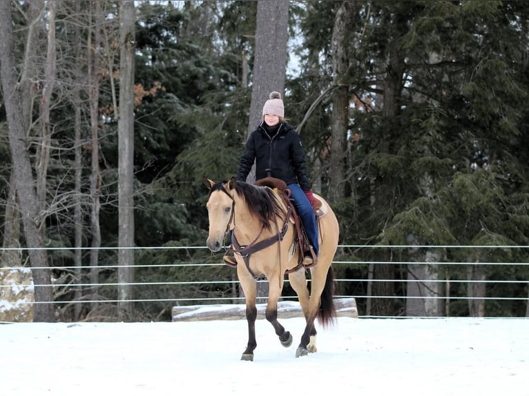 American Quarter Horse Castrone 4 Anni 157 cm Pelle di daino in Clarion, PA