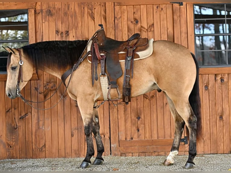 American Quarter Horse Castrone 4 Anni 157 cm Pelle di daino in Clarion, PA