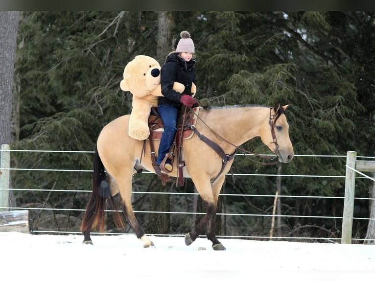 American Quarter Horse Castrone 4 Anni 157 cm Pelle di daino in Clarion, PA