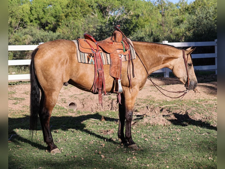 American Quarter Horse Castrone 4 Anni 157 cm Pelle di daino in Camp Verde, AZ