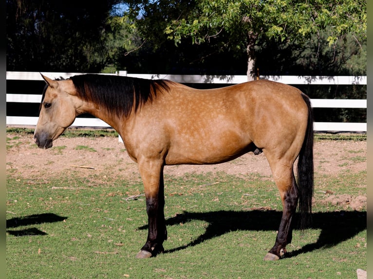 American Quarter Horse Castrone 4 Anni 157 cm Pelle di daino in Camp Verde, AZ