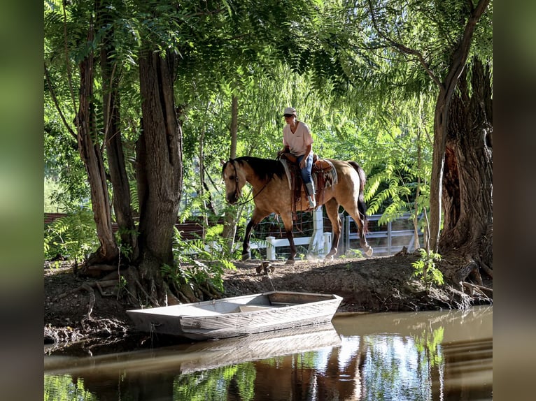 American Quarter Horse Castrone 4 Anni 157 cm Pelle di daino in Camp Verde, AZ