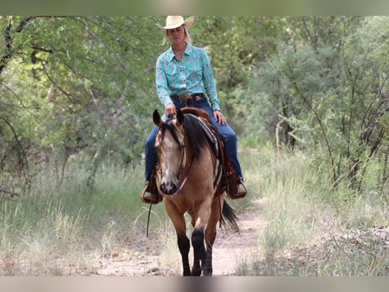 American Quarter Horse Castrone 4 Anni 157 cm Pelle di daino in Camp Verde, AZ