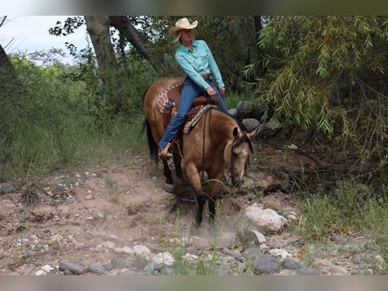 American Quarter Horse Castrone 4 Anni 157 cm Pelle di daino in Camp Verde, AZ