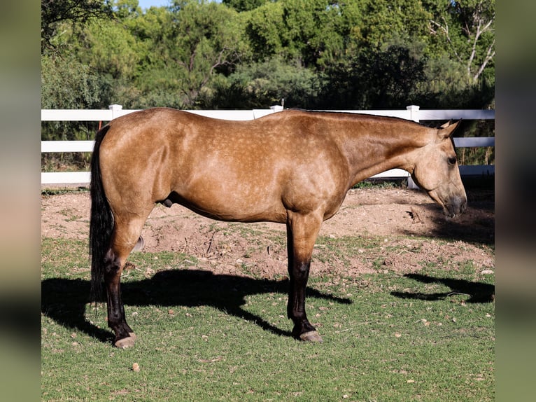 American Quarter Horse Castrone 4 Anni 157 cm Pelle di daino in Camp Verde, AZ