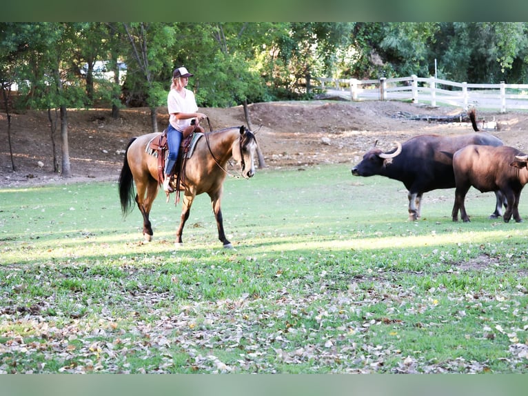 American Quarter Horse Castrone 4 Anni 157 cm Pelle di daino in Camp Verde, AZ