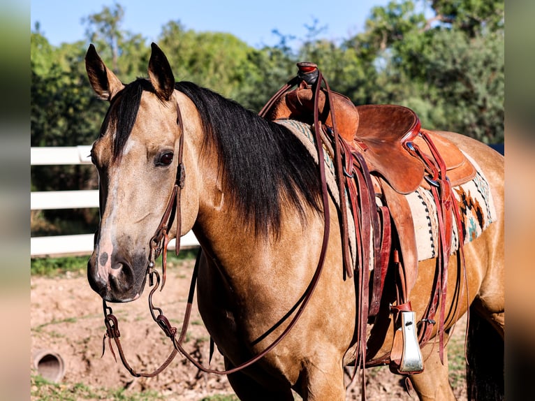 American Quarter Horse Castrone 4 Anni 157 cm Pelle di daino in Camp Verde, AZ