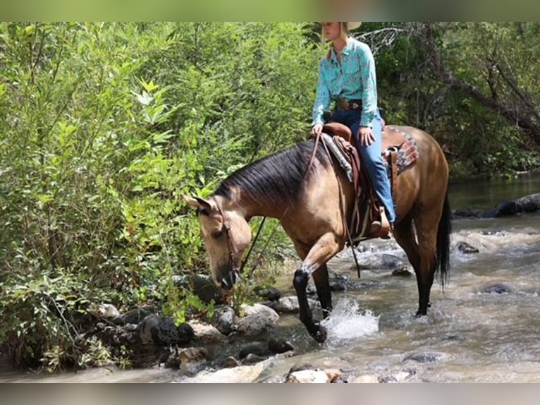 American Quarter Horse Castrone 4 Anni 157 cm Pelle di daino in Camp Verde, AZ