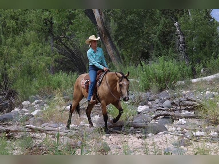 American Quarter Horse Castrone 4 Anni 157 cm Pelle di daino in Camp Verde, AZ