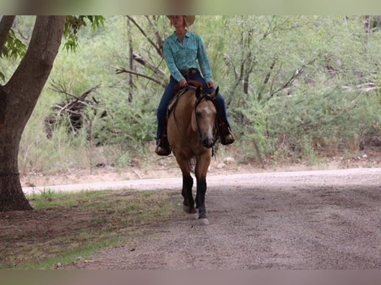 American Quarter Horse Castrone 4 Anni 157 cm Pelle di daino in Camp Verde, AZ