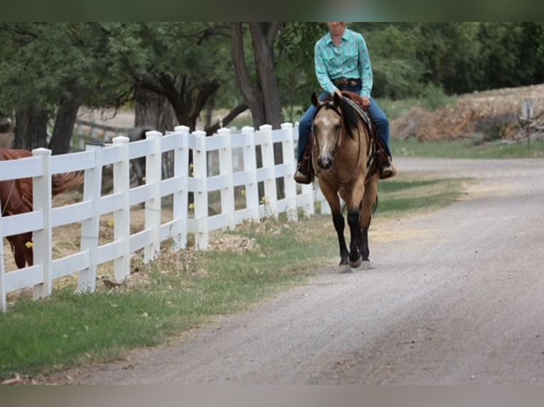 American Quarter Horse Castrone 4 Anni 157 cm Pelle di daino in Camp Verde, AZ