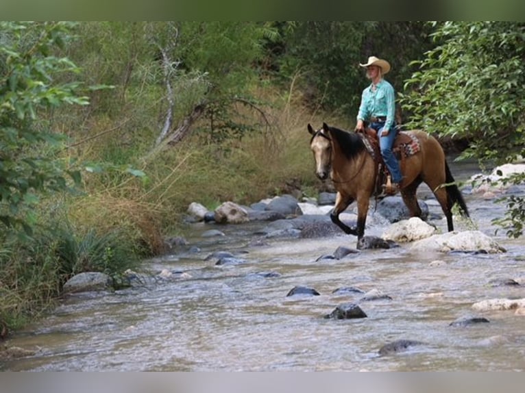 American Quarter Horse Castrone 4 Anni 157 cm Pelle di daino in Camp Verde, AZ