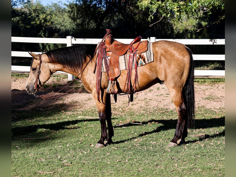 American Quarter Horse Castrone 4 Anni 157 cm Pelle di daino in Camp Verde, AZ