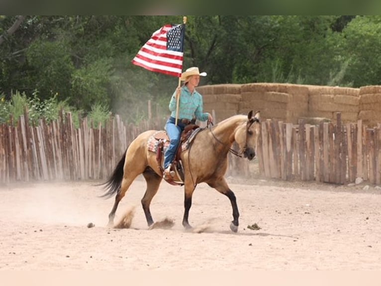 American Quarter Horse Castrone 4 Anni 157 cm Pelle di daino in Camp Verde, AZ