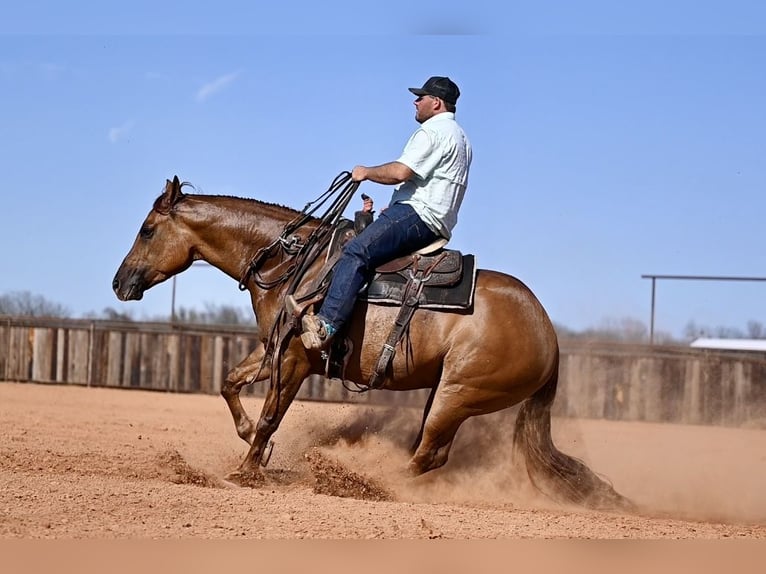 American Quarter Horse Castrone 4 Anni 157 cm Red dun in Waco, TX