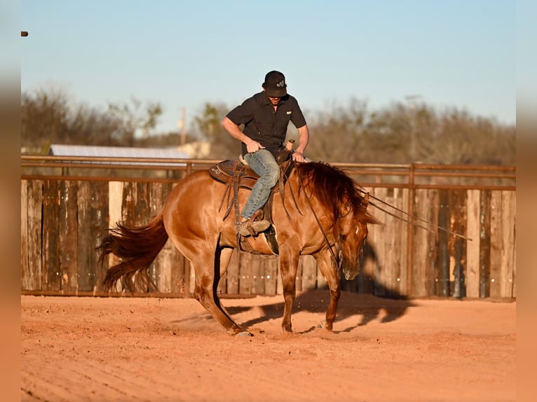 American Quarter Horse Castrone 4 Anni 157 cm Red dun in Waco, TX