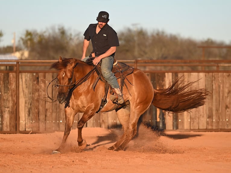 American Quarter Horse Castrone 4 Anni 157 cm Red dun in Waco, TX