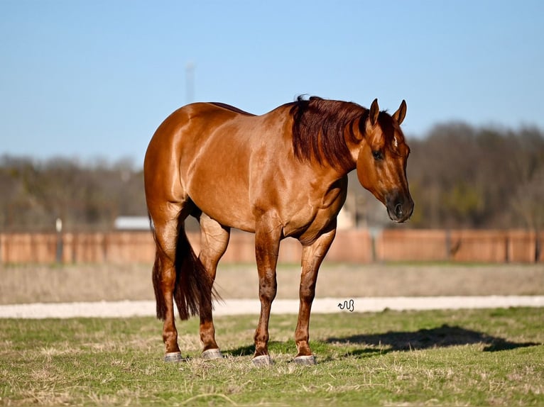 American Quarter Horse Castrone 4 Anni 157 cm Red dun in Waco, TX