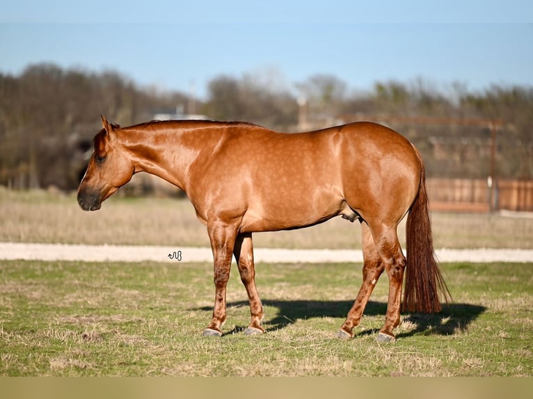 American Quarter Horse Castrone 4 Anni 157 cm Red dun in Waco, TX