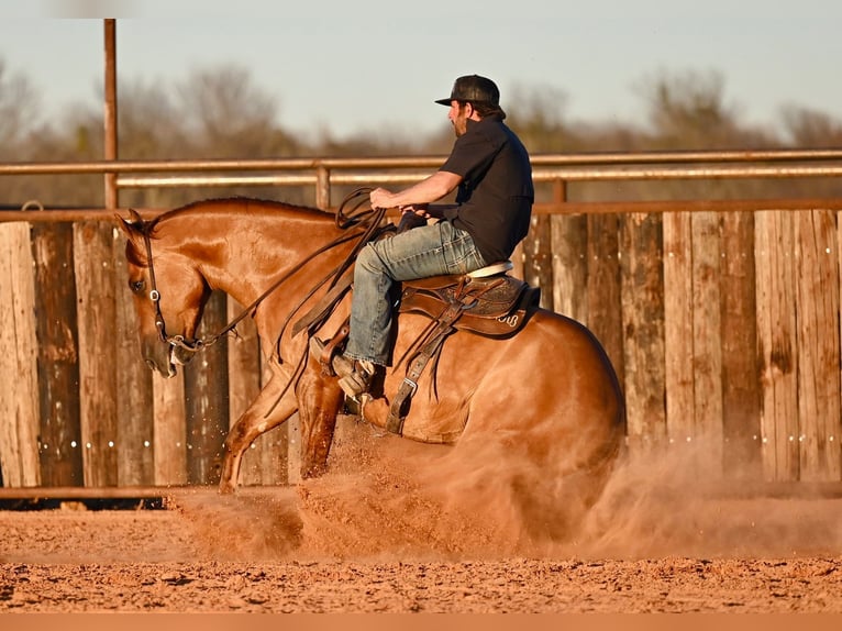 American Quarter Horse Castrone 4 Anni 157 cm Red dun in Waco, TX