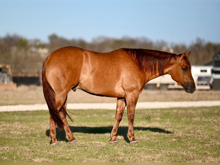 American Quarter Horse Castrone 4 Anni 157 cm Red dun in Waco, TX