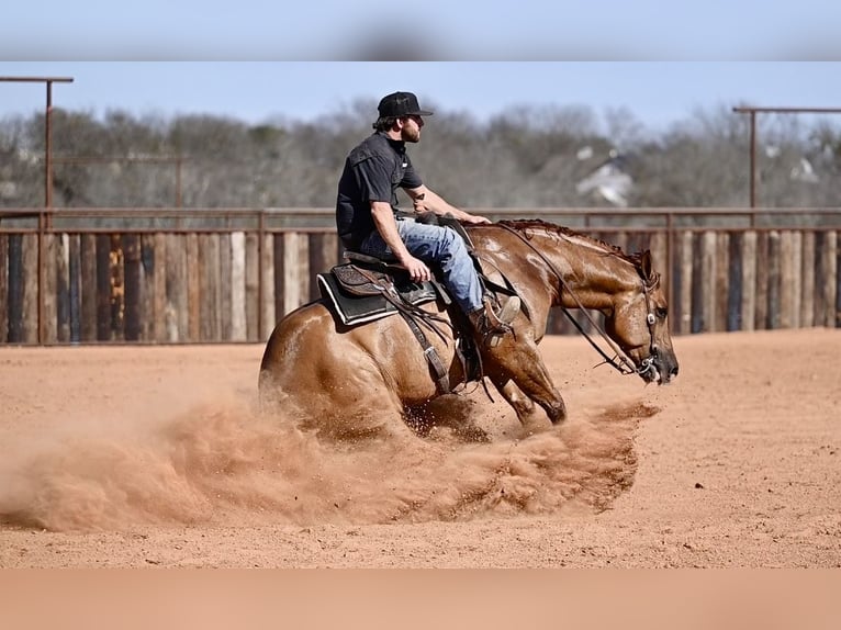 American Quarter Horse Castrone 4 Anni 157 cm Red dun in Waco, TX