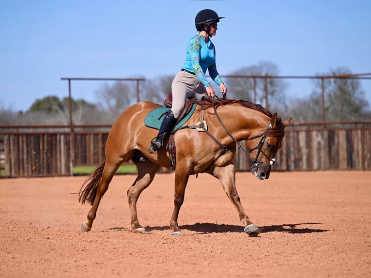 American Quarter Horse Castrone 4 Anni 157 cm Red dun in Waco, TX