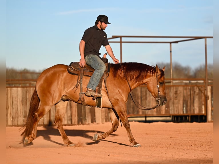 American Quarter Horse Castrone 4 Anni 157 cm Red dun in Waco, TX