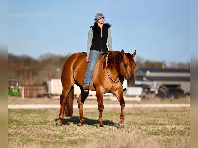 American Quarter Horse Castrone 4 Anni 157 cm Red dun in Waco, TX