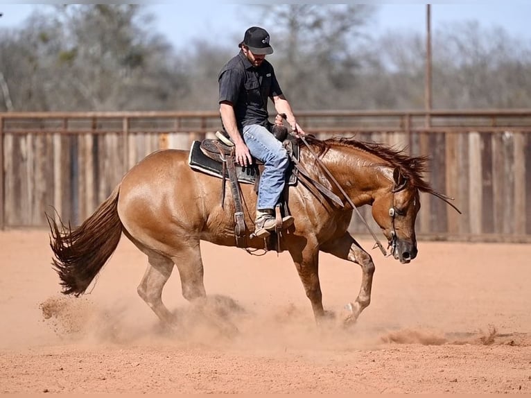 American Quarter Horse Castrone 4 Anni 157 cm Red dun in Waco, TX