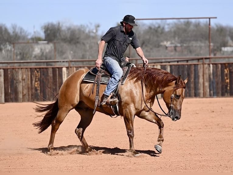 American Quarter Horse Castrone 4 Anni 157 cm Red dun in Waco, TX