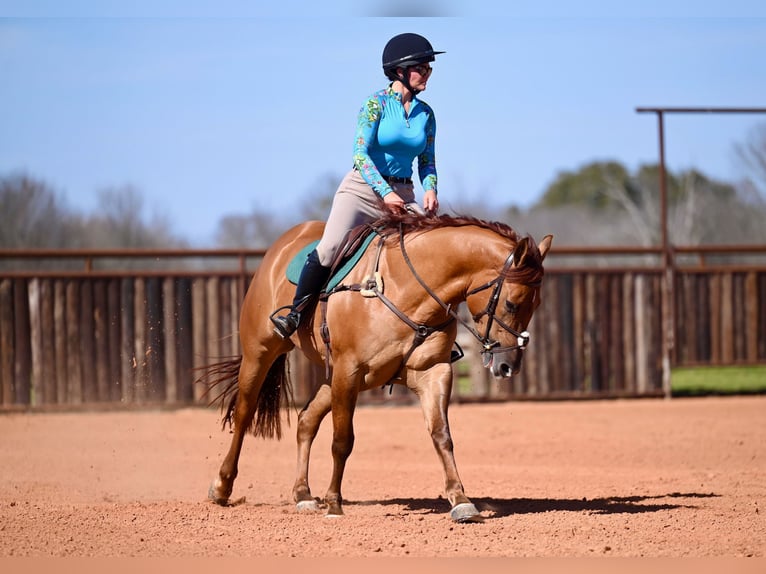 American Quarter Horse Castrone 4 Anni 157 cm Red dun in Waco, TX