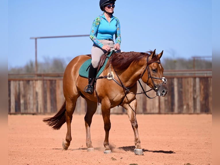 American Quarter Horse Castrone 4 Anni 157 cm Red dun in Waco, TX