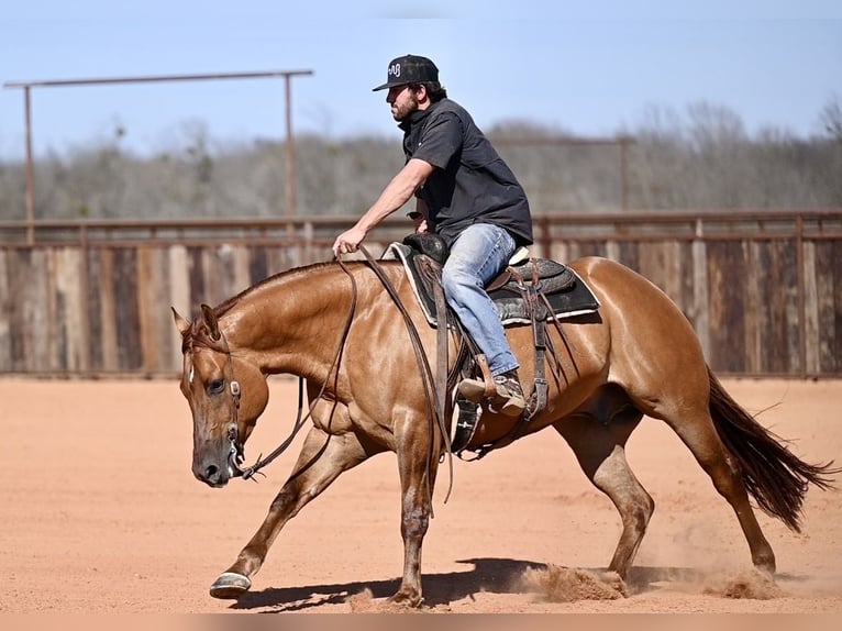 American Quarter Horse Castrone 4 Anni 157 cm Red dun in Waco, TX